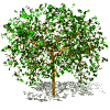 tree_green.gif