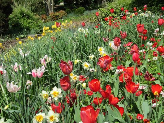 tulips-at-duke-gardens[1].jpg