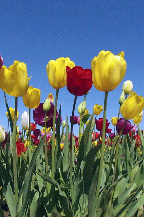 tulips-spring-nature-gif-6.gif
