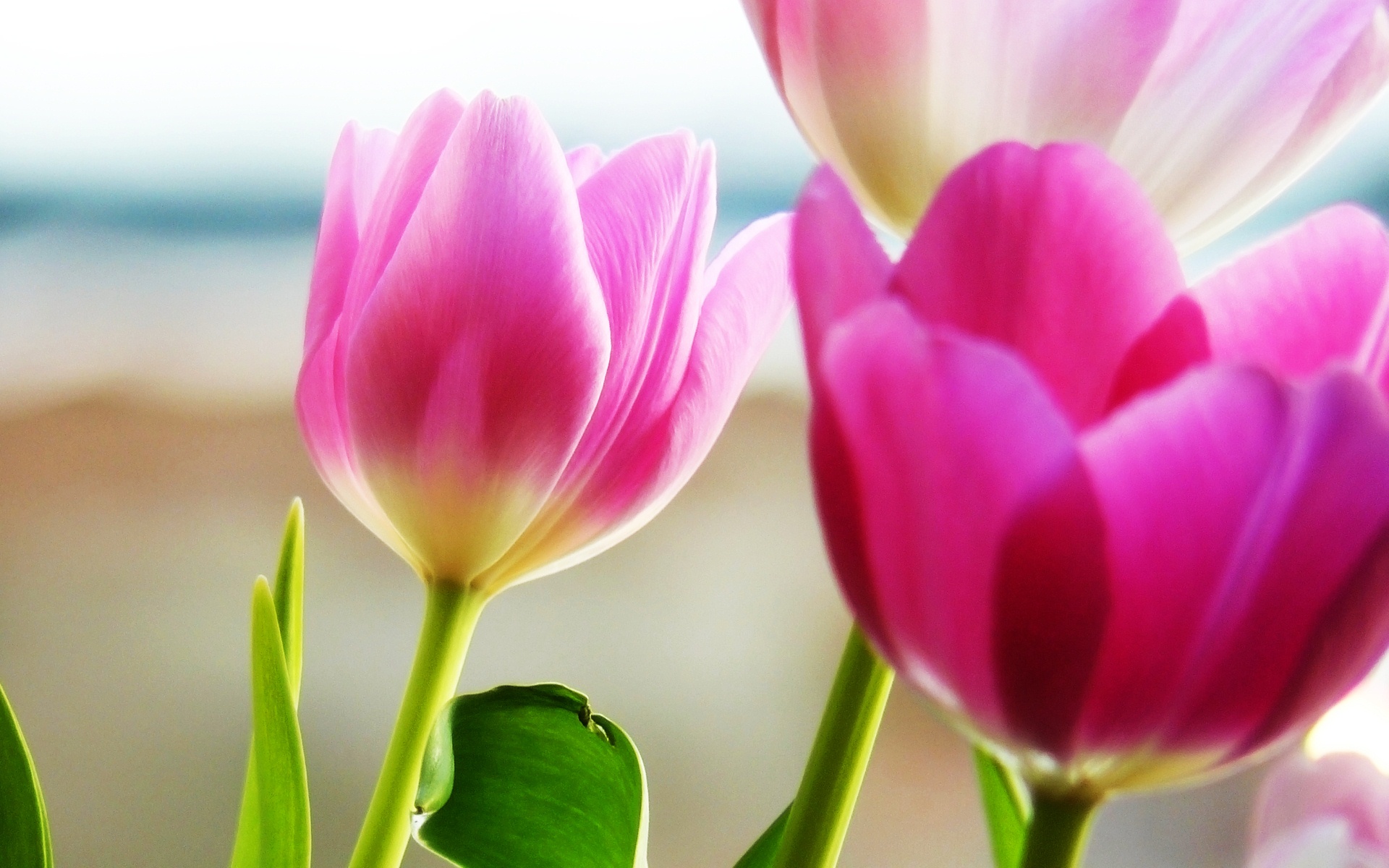 tulips_spring_2-wide.jpg