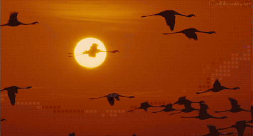 tumblr_m2n4nborzU1r4zr2vo1_500[1].gif