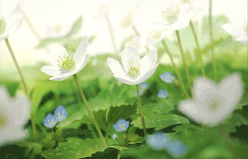 tumblr_mil11raWFm1qce7tgo1_500[1].gif