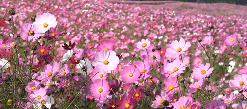 tumblr_n5ltz7wlyc1qbfptfo1_500.gif
