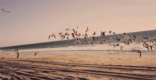 tumblr_nl7ksmahe81sjt6sco1_500[1].gif