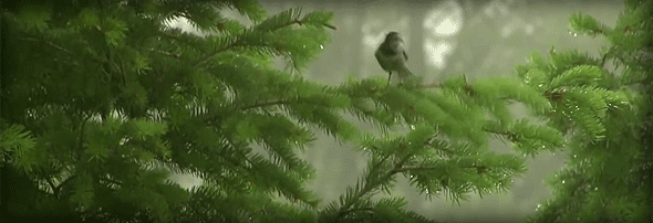 tumblr_nv5vdxqlA41tzv1dpo1_1280[1].gif