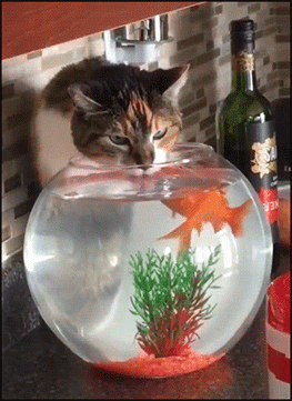 tumblr_owve309leG1uuyy36o1_400.gif