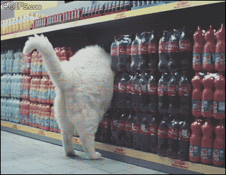 tumblr_oxbho4ompw1uuyy36o1_400.gif