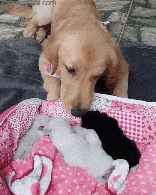 tumblr_pbd3b4lQ6P1uuyy36o1_400.gif