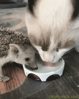 tumblr_pbiz0sDlIh1uuyy36o1_400.gif