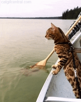 tumblr_pbiz286FqB1uuyy36o1_400.gif