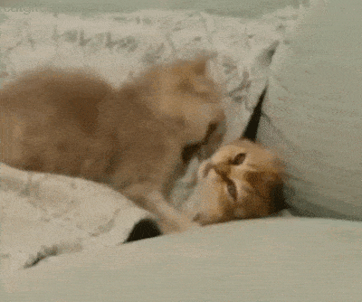 tumblr_pbktn9wpx81uuyy36o1_400.gif