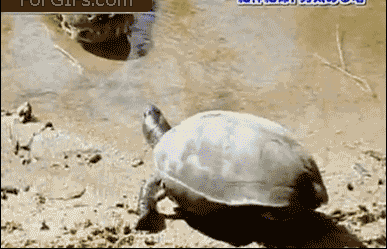 Turtlevscrocodiles.gif