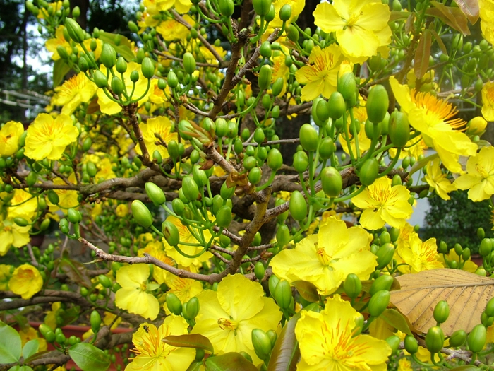tuyen-tap-hinh-anh-hoa-mai-ngay-tet-vo-cung-ruc-ro-va-dac-sac-1.jpg