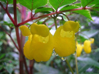 Typical-flowers-at-Cirripo-by-Nuriacr-on-Flickr-420x315[1].jpg