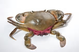 untitled (5).png