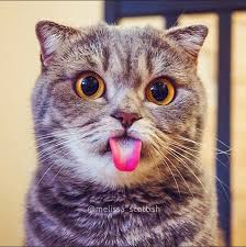 upload_2017-7-3_6-2-41.jpeg
