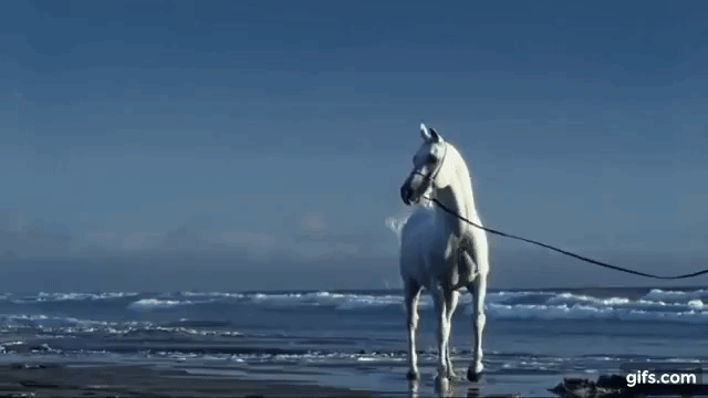 upload_2025-5-22_18-46-54.gif