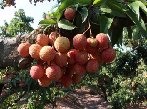 vai_thieu_4_1[1].jpg