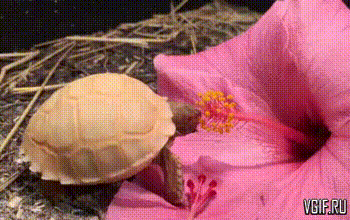 vgif-ru-30150.gif