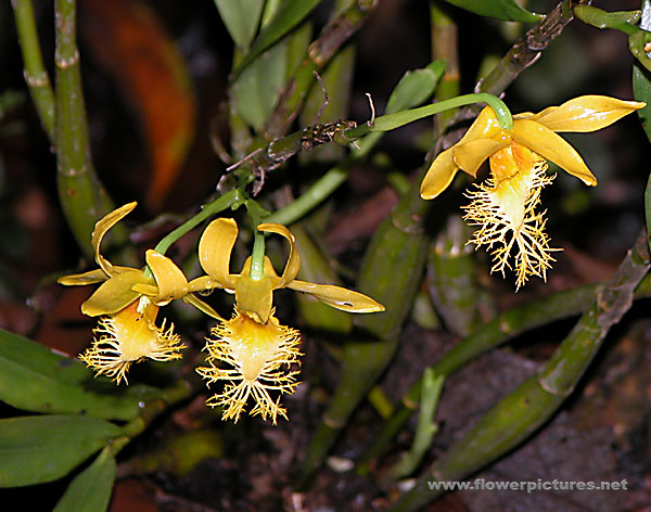 vn_orchid_04-3[1].jpg