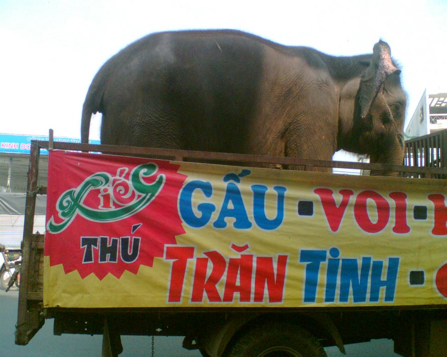 Voi (2).jpg