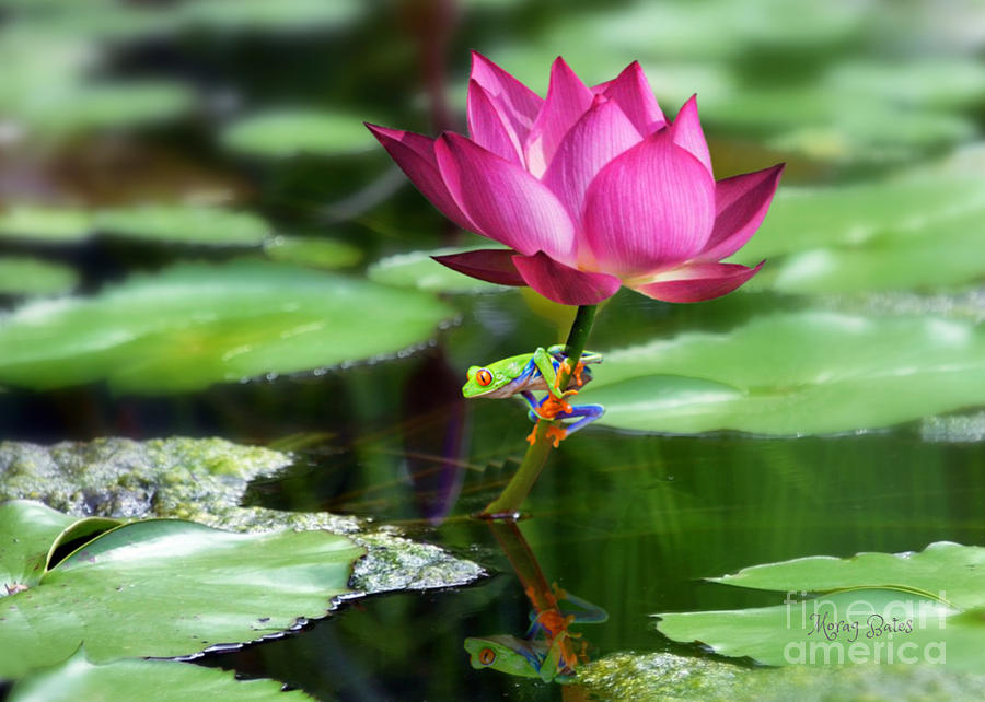 water-lily-and-little-frog-morag-bates.jpg