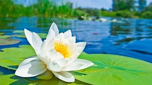 White-Lotus-Wide-Wallpaper[1].jpg