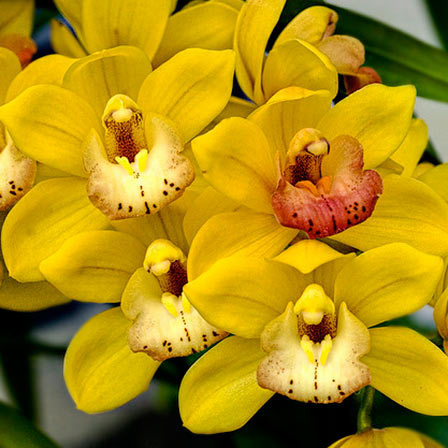 yellow-orchids-flowers[1].jpg
