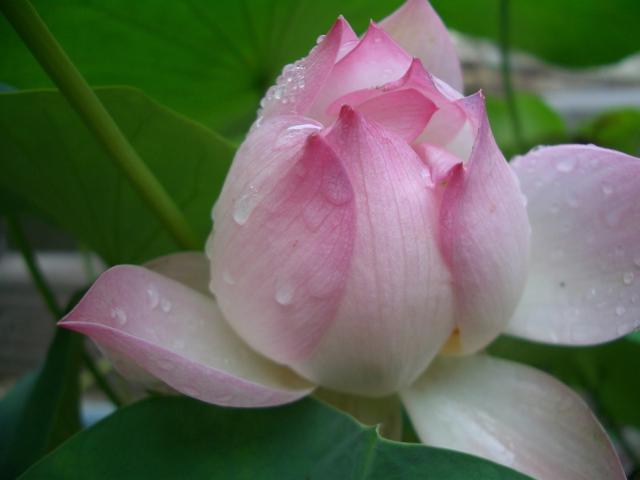 young-lotus-flower-in-rain[1].jpg