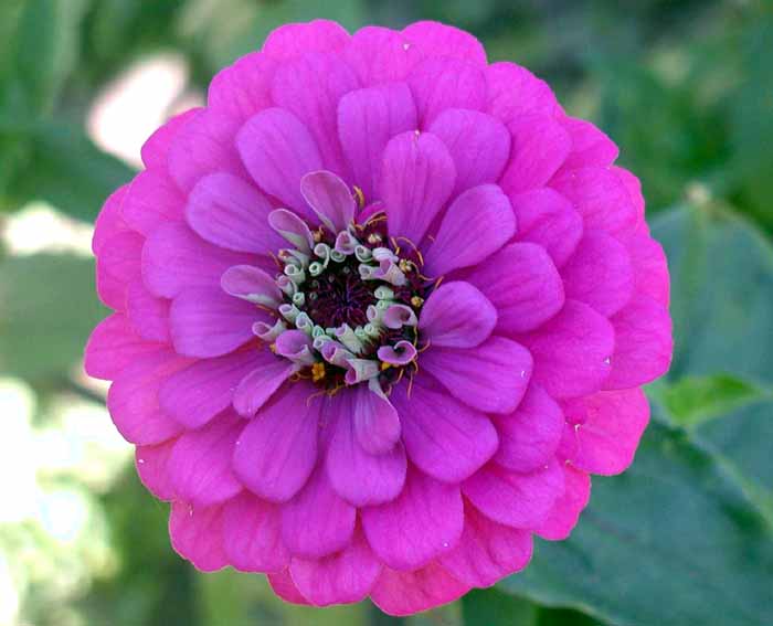 Zinnia_123a1.jpg