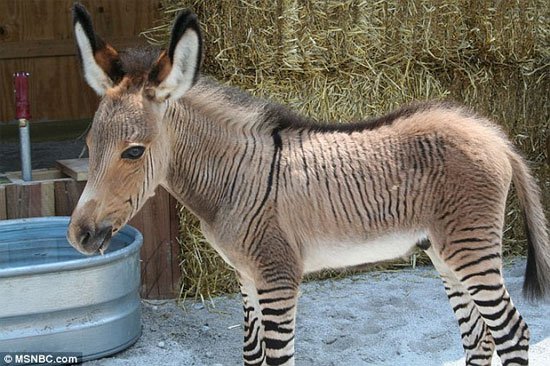 zonkey.jpg