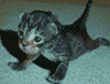 3147.gif