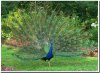 gccom_peacock14do1.jpg