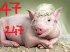 Heo-Cuoi.jpg