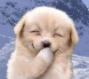 25002dog_smile.jpg