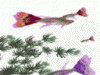 tb_305279.gif