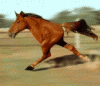fun.gif