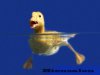 A yellow duckling swimming in the water.jpg