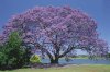 nswnrjacarandabg.jpg
