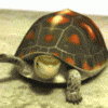 rùa 1.gif