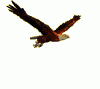 đại bàng tung cánh.gif
