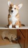 Pug + Corgi = Porgi.jpg