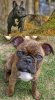 Pug + French Bulldog = Bullpug.jpg
