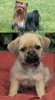 Pug + Chó sục Yorkshire.jpg
