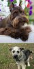 Pug + Miniature Schnauzer = Schnug ca này hơi khó.jpg