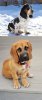 Pug + Basset Hound = Bassugg.jpg