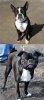 Pug + Boston Terrier = Buggs.jpg