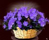 IMG_7334.JPG