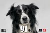 animal-minds-hdr.jpg