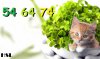 cat-and-clovers-wallpapers.jpg